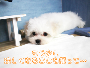 あっという間に９月です！